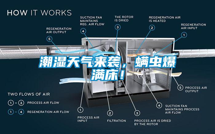 潮湿天气来袭，螨虫爆满床！